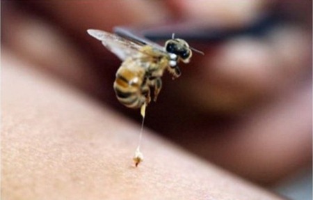 артрит лечение пчелиным ядом